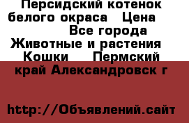 Персидский котенок белого окраса › Цена ­ 35 000 - Все города Животные и растения » Кошки   . Пермский край,Александровск г.